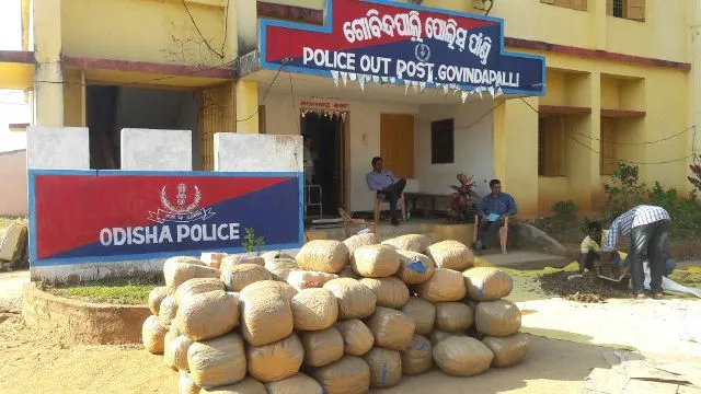 ଗଂଜେଇ ଜବତ,୧୧ ଗିରଫ