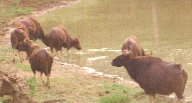 ଓଡ଼ଗାଁରୁ ଲୋପ ପାଇବ ଗୟଳ ବଂଶ!