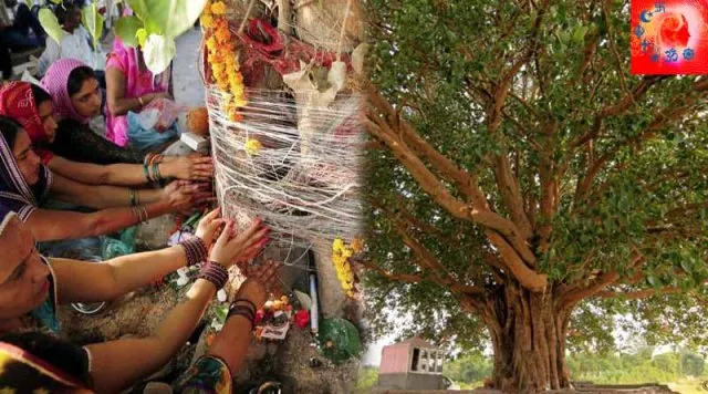 ଓସ୍ତ ଗଛକୁ ପୂଜା କଲେ କି ଲାଭ ହୋଇଥାଏ ?