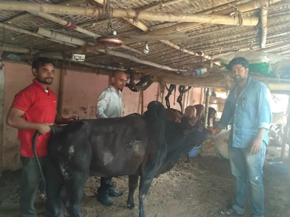 ଆହତ ଗୋରୁଙ୍କ ସେବାରେ ଇଞ୍ଜିନୟରିଂ ଛାତ୍ରଗୋଷ୍ଠୀ