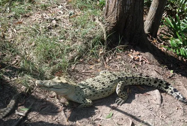 ଭିତରକନିକାରେ ୧୨ଟି ଧଳା କୁମ୍ଭୀର