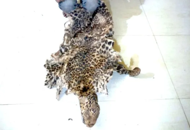 ବାଘ ଛାଲ ସହ ଟ୍ରକ ଜବତ, ଡ୍ରାଇଭର ଗିରଫ