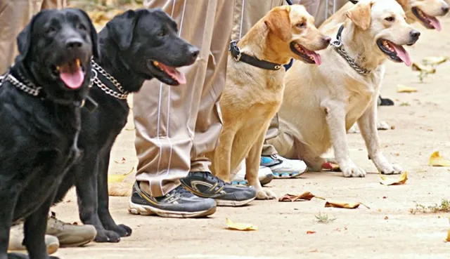 ସାତକୋଶିଆରେ ଶିକାରୀଙ୍କୁ ଜଗିଛି ସେନା କୁକୁର
