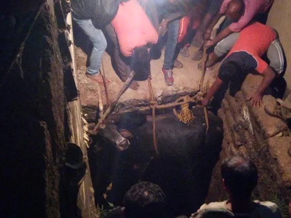 ଲଢ଼ି ଲଢ଼ି କୂଅ ଭିତରେ ଗଳି ପଡ଼ିଲେ ଦୁଇ ଷଣ୍ଢ