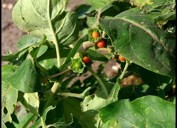 ଜାଣନ୍ତୁ, ଅଶ୍ୱଗନ୍ଧା ସେବନଦ୍ୱାରା କି ଲାଭ ମିଳେ?