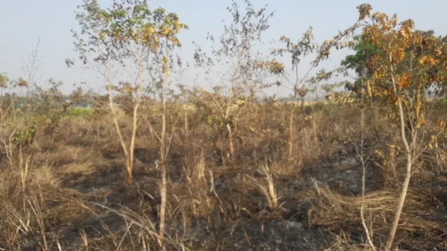 ରଣପୁର ଗ୍ରାମ୍ୟ ଜଙ୍ଗଲରେ ନିଅାଁ : ୧୫ ଶହ ଗଛ ଜଳିଗଲା