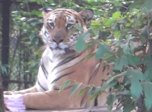 ନବଜାତ ବାଘ ଛୁଆର ମୃତ୍ୟୁ