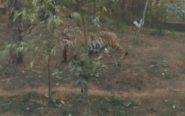 ମହାବଳ ବାଘ ମନୀଷର ମାଙ୍କଡ଼ ଶିକାର