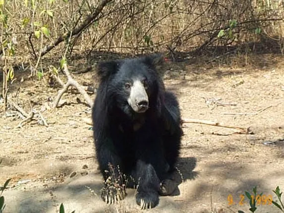 ଭାଲୁ ଆକ୍ରମଣରେ ଜଣେ ଗୁରୁତର