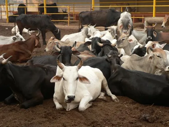 ମଧ୍ୟପ୍ରଦେଶ ଗୋଶାଳାରେ ଗୋମଡ଼କ: ୪ ସପ୍ତାହରେ ୫୮ ଗାଈ ମୃତ