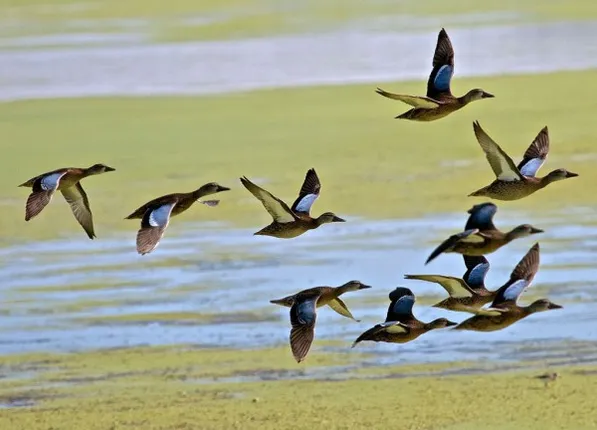 ପ୍ରଥମ ଜାତୀୟ ପକ୍ଷୀ ମହୋତ୍ସବ ଉଦ୍‌ଘାଟିତ