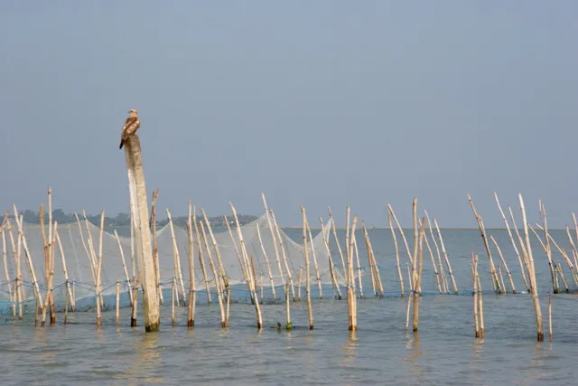 ଚିଲିକା ଘେରିଭଙ୍ଗା ଭଣ୍ଡୁର କରିବାକୁ ମାଫିଆଙ୍କ ଷଡ଼୍‍ଯନ୍ତ୍ର