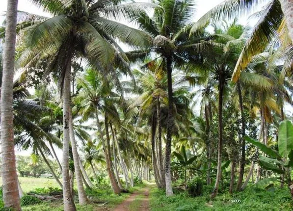 ନଡ଼ିଆ ଚାଷ ସମ୍ପର୍କିତ କର୍ମଶାଳା