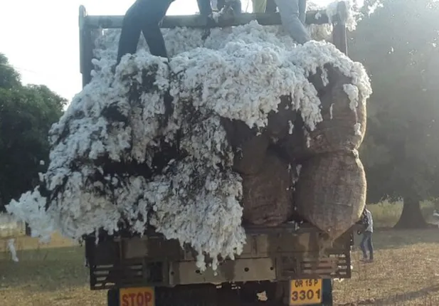 ମହାରାଷ୍ଟ୍ରର ବିପର୍ଯ୍ୟୟ ଆଣିଛି ସୁଯୋଗ: ଏମ୍‌ଏସ୍‌ପିଠୁ ଅଧିକରେ କପା ବିକୁଛି ଓଡ଼ିଆ ଚା‌ଷୀ