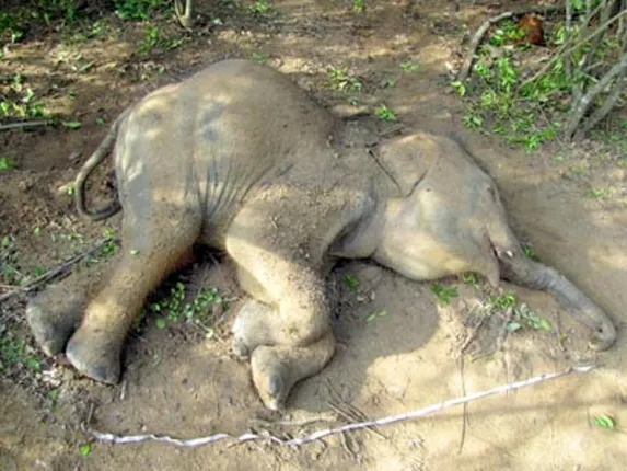 ଆଖି ବୁଜିଲା ‘ନନ୍ଦିନୀ’