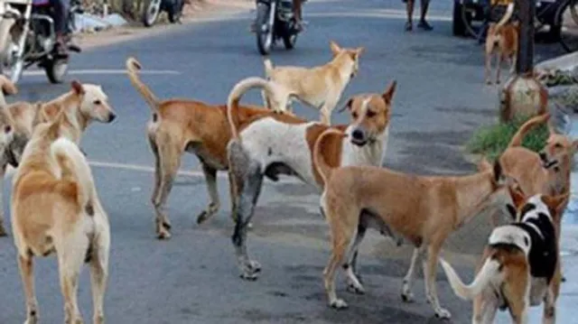 କଳିଙ୍ଗବିହାରରେ ବୁଲା କୁକୁର ଆତଙ୍କ