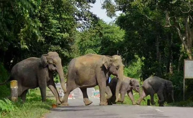 ହାତୀ ମୁହଁରେ ଦେଢ଼ କୋଟି