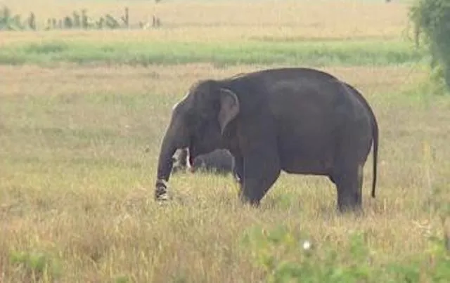 ହାତୀ ଆକ୍ରମଣରେ ଅଜଣା ମହିଳାଙ୍କ ମୃତ୍ୟୁ