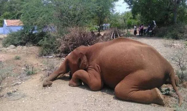 ଗଜରାଜଙ୍କୁ ଶନିଦଶା!