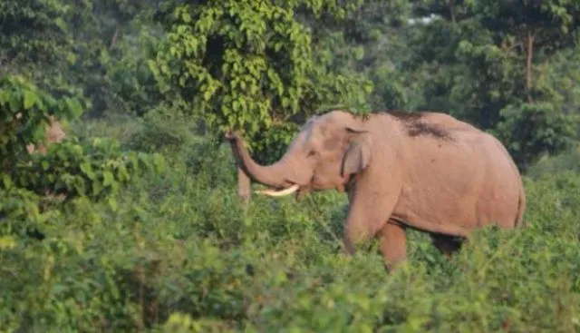 ଦଳି ଦେଲା ଦନ୍ତା : ଜଣେ ମୃତ, ଜଣେ ଗୁରୁତର 