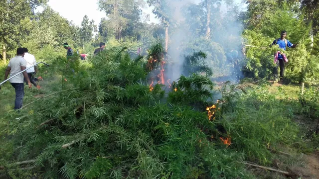 ୮ ଏକର ଗଂଜେଇ ଚାଷ ପୋଡ଼ିଲେ