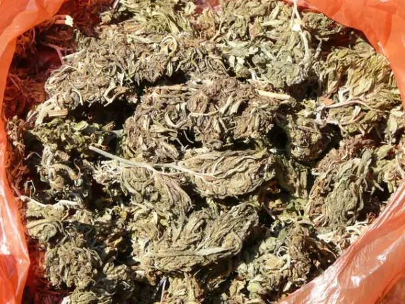 ଗଞ୍ଜେଇ ଚୋରା କାରବାର ରାୟଗଡ଼ାରୁ ରାଜଧାନୀକୁ ଲମ୍ବିଛି ଚେର