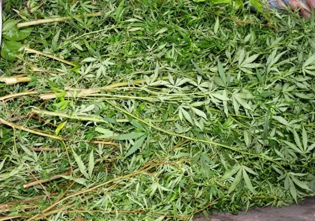 ୧୦ ଏକର ଗଂଜେଇ ଗଛ ନଷ୍ଟ