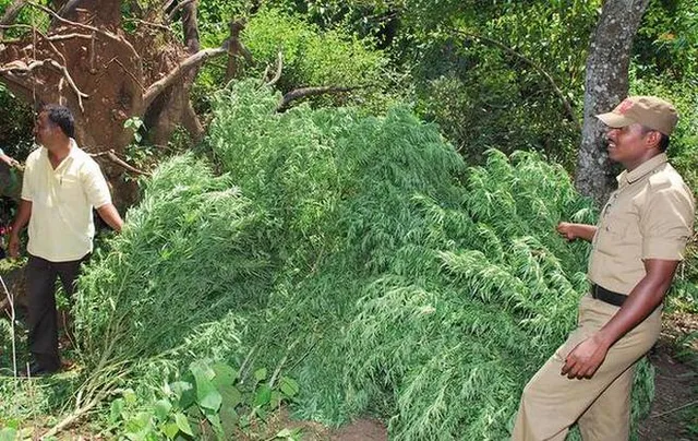 ୨୦୧୭ରେ ସର୍ବାଧିକ ଗଞ୍ଜେଇ ଚାଷ ନଷ୍ଟ ହୋଇଛି