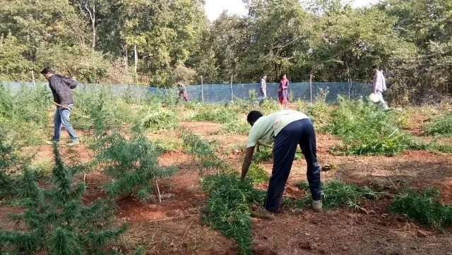 ୮କୋଟି ଟଙ୍କାର ଗଞ୍ଜେଇ ଗଛ ନଷ୍ଟ କଲା ପୁଲିସ