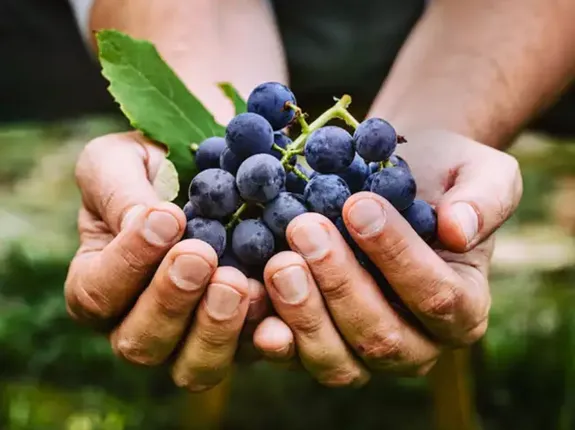 ବର୍ଷ ସାରା ସୌଭାଗ୍ୟପ୍ରାପ୍ତି ଲାଗି କ’ଣ କରନ୍ତି ବିଭିନ୍ନ ଦେଶର ଲୋକେ ?