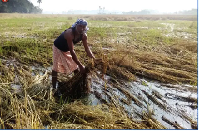 କ୍ଷେତରେ ଧାନ ପଚିଲା,ଦୁର୍ଦ୍ଦଶାରେ ଚାଷୀ