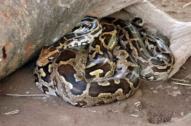 ଟ୍ରେନ୍‌ରେ ଭୁଲି ଆସିଲେ ଅଜଗର ଥିବା ବ୍ୟାଗ, ହୋଇ ପାରିଲାନି ଅଜଗର ମାଂସର ଭୋଜି