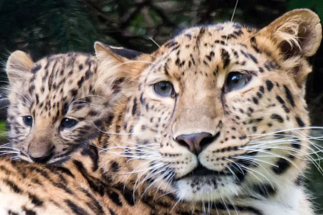 ୯ ଘଣ୍ଟା ପରେ କାବୁ ହେଲା ଘରେ ପଶିଥିବା କଲରାପତ୍ରିଆ ବାଘ