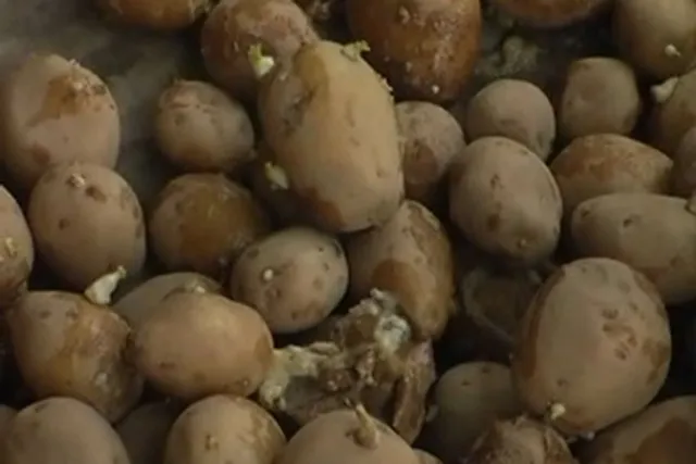 ଅଭାବୀ ବିକ୍ରି: ଯୋଗୀଙ୍କ ଘର ଆଗରେ ଆଳୁ ଗଦାକଲେ କୃଷକ