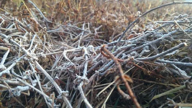 ଘୁ.ଉଦୟଗିରିରେ ତୁଷାରପାତ ଜାରି