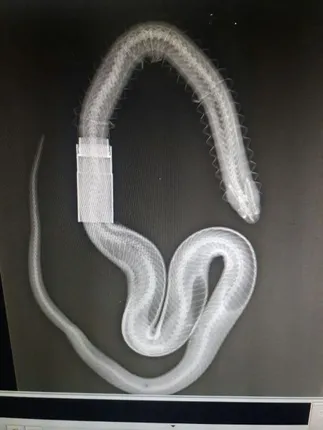 ବେସିନ୍‌ ପାଇପ୍‌ରେ ଫସି ନାଗ ମଲା