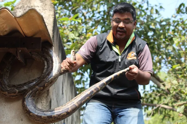 ଉଦ୍ଭିଦ ସମ୍ପଦ କେନ୍ଦ୍ରରେ ପଶିଲା ୯ଫୁଟିଆ ଅଜଗର