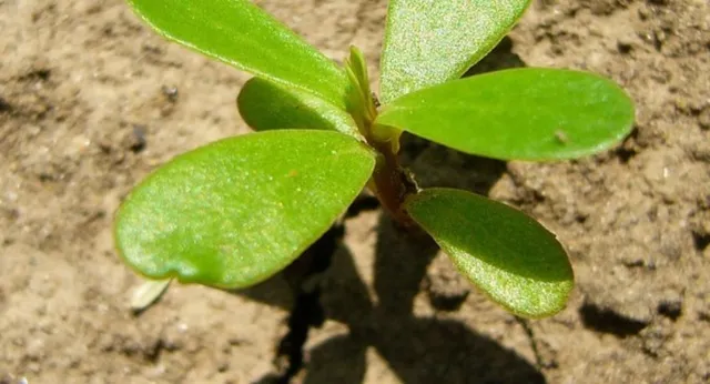 ଭବିଷ୍ୟବାଣୀ କରିଥାଏ ଏହି ବୃକ୍ଷ ! ଜାଣନ୍ତୁ କେମିତି