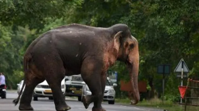 ଘର ହତା ଭିତରୁ ଉଠାଇ ନେଇ ୨୦୦ ମିଟର ଯିବା ପରେ ବାଳକକୁ ଦଳି ପକାଇଲା ଦନ୍ତାହାତୀ