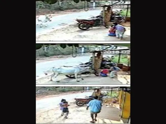 ମାରଣା ଗାଈ ଭୁଷାରୁ ଭାଇକୁ ରକ୍ଷାକଲା ୮ ବର୍ଷୀୟ ବାଳିକା