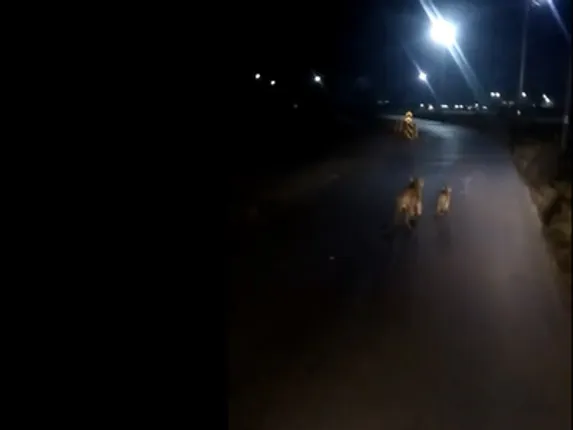 ସିଂହଙ୍କୁ ଗୋଡ଼ାଉ ଥିବା ଟ୍ରକ୍‌ ଭିଡିଓ ଭାଇରାଲ୍‌