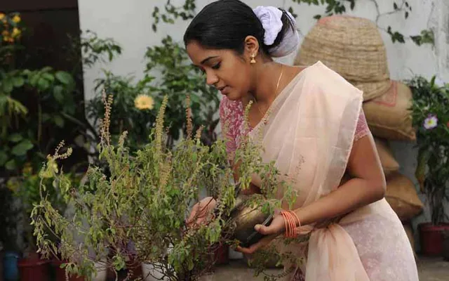 ତୁଳସୀ ପତ୍ର ଛିଣ୍ଡାଇଲା ବେଳେ ମାନନ୍ତୁ ଏହି ସବୁ ନିୟମ, ନହେଲେ ମରି ଯାଇପାରେ ଗଛ