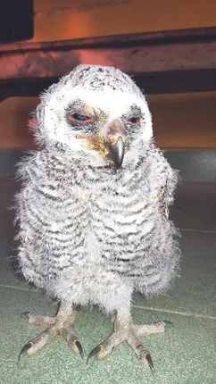 ବିରଳ ପ୍ରଜାତିର ପେଚା ଉଦ୍ଧାର