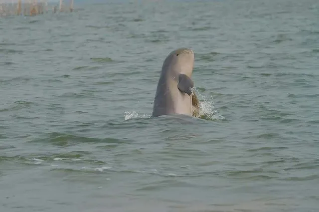 ଚିଲିକାରେ ଡଲ୍‌ଫିନ୍‌ ସଂଖ୍ୟାରେ ସର୍ବକାଳୀନ ବୃଦ୍ଧି