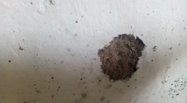 ଚିଙ୍ଗୁଡ଼ି ଫାର୍ମରେ ଡକାୟତି: ଗୁଳି ଫୁଟାଇ ୧୫ ଲକ୍ଷ ଲୁଟ୍‌