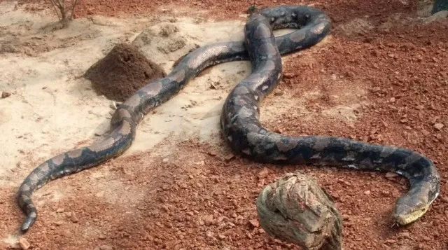 ନନ୍ଦନକାନନରେ ସର୍ବବୃହତ୍‌ ଅଜଗରର ମୃତ୍ୟୁ