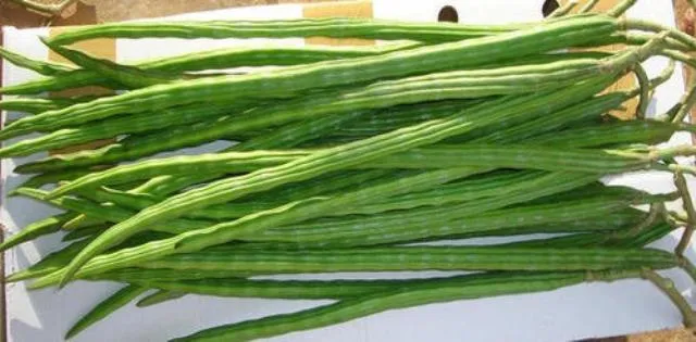 ଶଜନାଛୁଇଁର ଚମତ୍କାରୀ ଔଷଧୀୟ ଗୁଣ