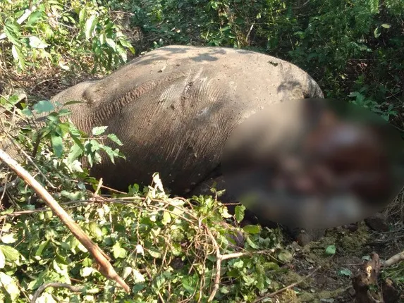 କୁଲଡିହରେ ମାଈହାତୀର ମୃତ୍ୟୁ