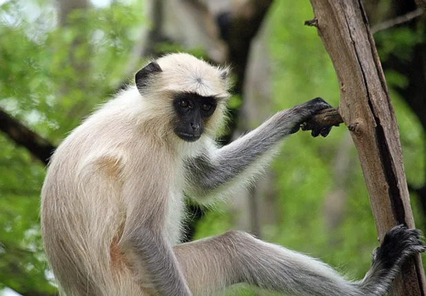 ଫସଲ ନଷ୍ଟ କରିବାରୁ ହନୁମାଙ୍କଡ଼କୁ ଫାଶୀ ଦେଲେ ଚାଷୀ