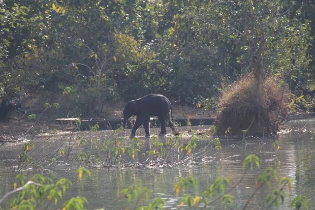 ପାଣିରୁ ହାତୀଛୁଆ ଉଦ୍ଧାର : ମା’ଠୁ ଅଲଗା ହୋଇ ପଳାଇଲା